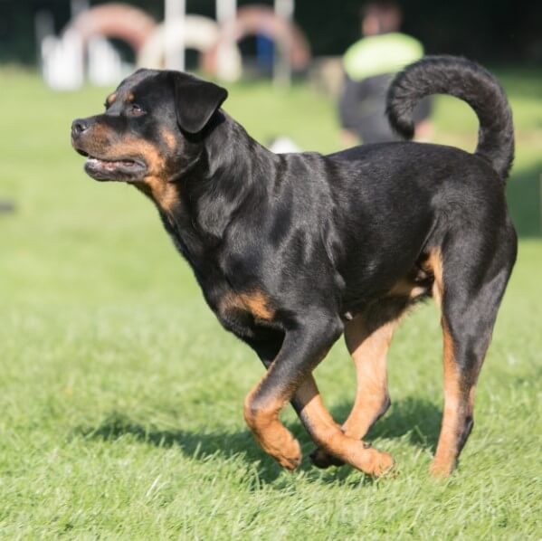 rottweiler özellikleri