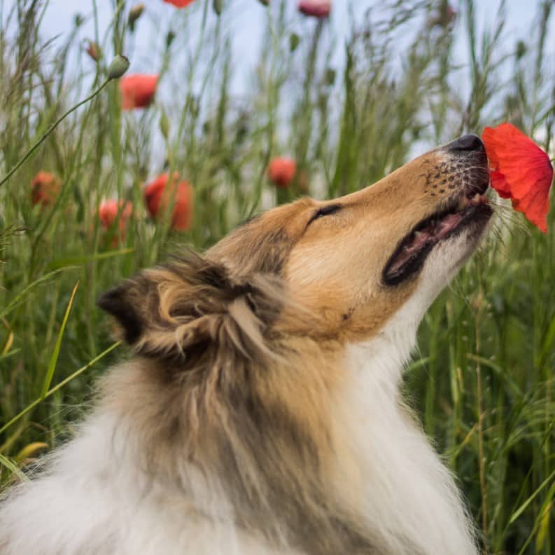 collie bakımı