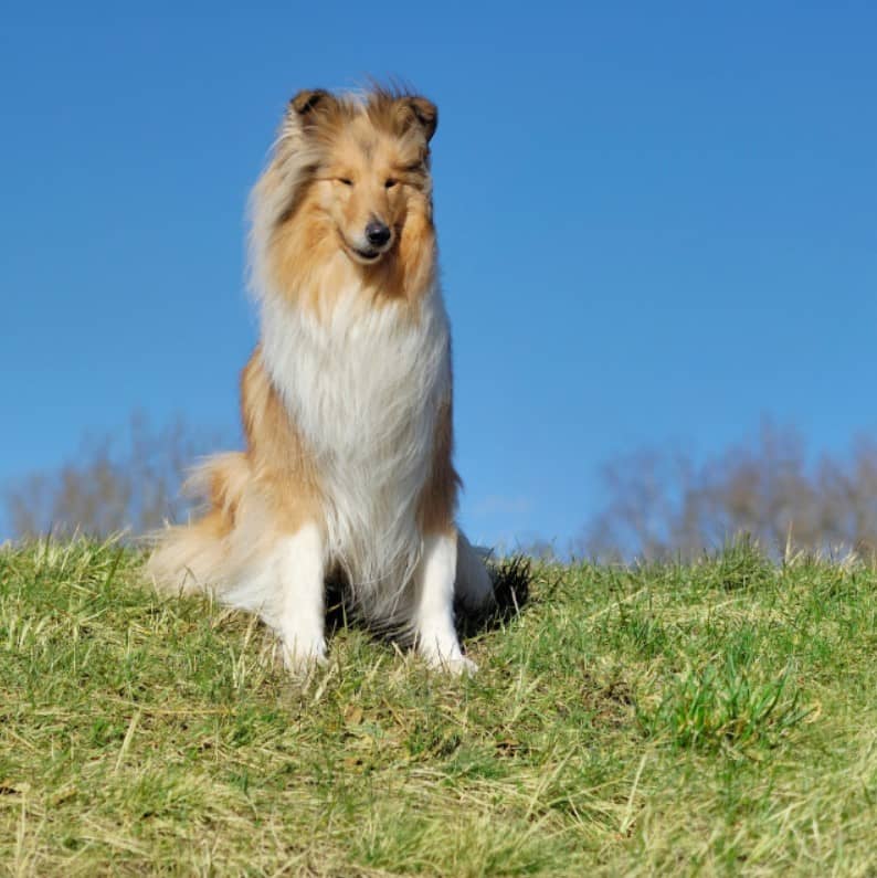 collie köpek ırkı