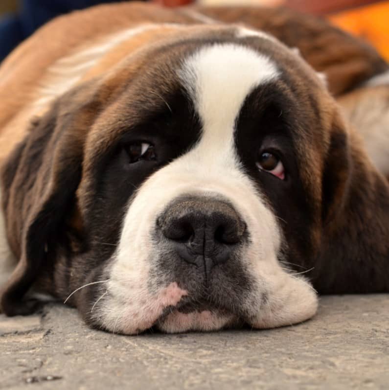 saint bernard köpek