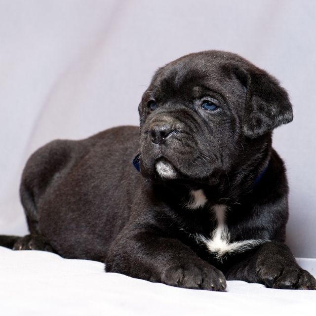 cane corso