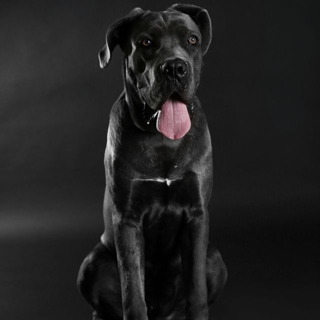 cane corso italiano