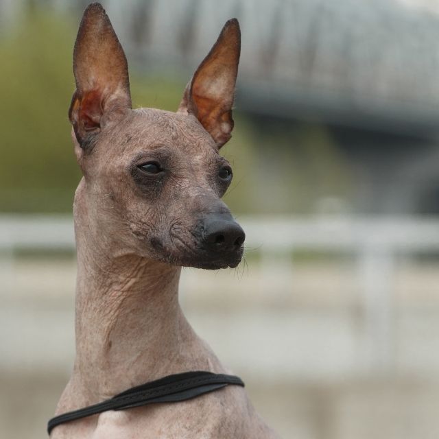 peru inka köpeği