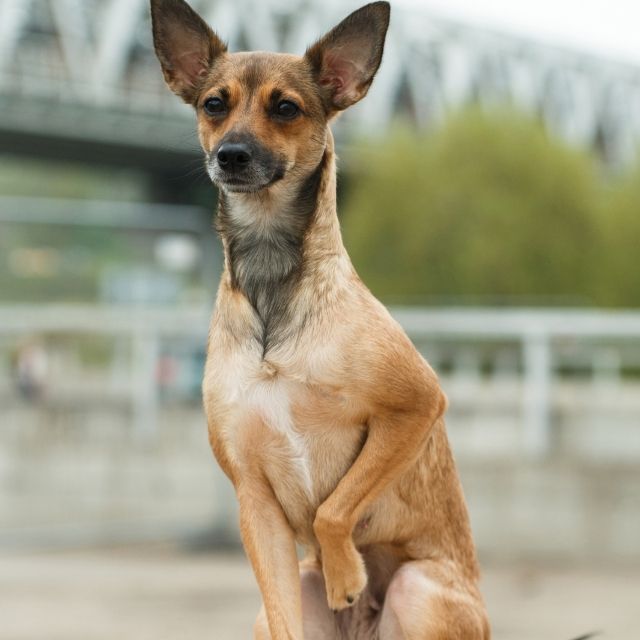 peru inka köpeği özellikleri