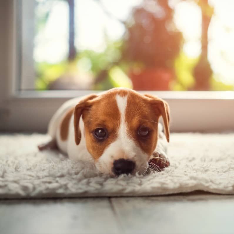 jackrussell bakımı