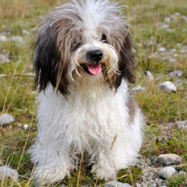 havanese1