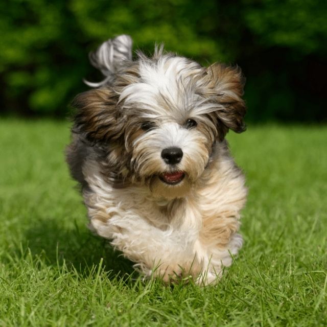 havanese2