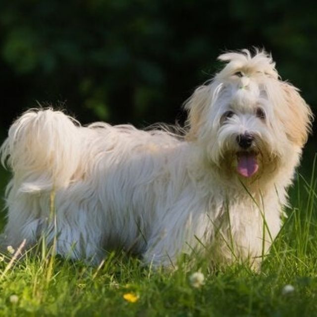 havanese3