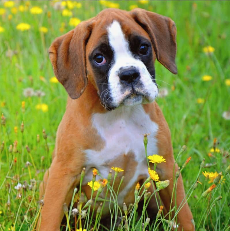 boxer köpek özellikleri