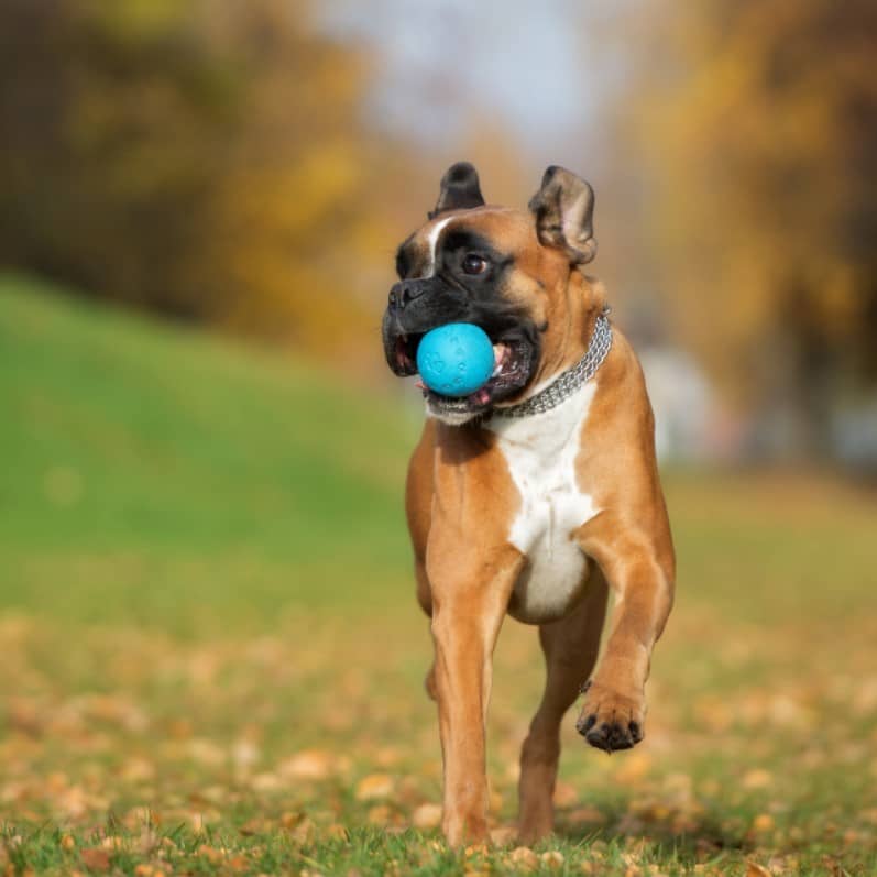 boxer bakımı