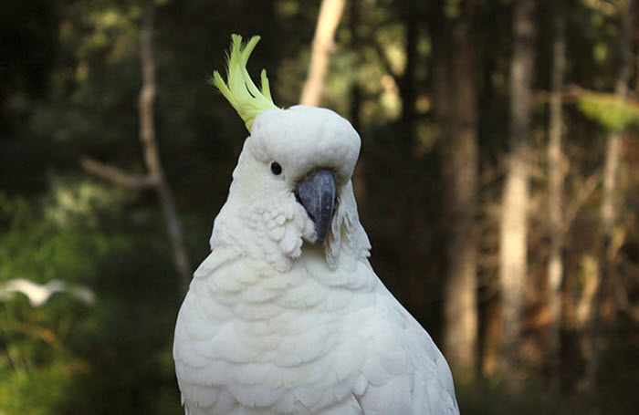 kakadu papağanı