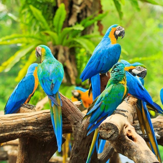 macaw