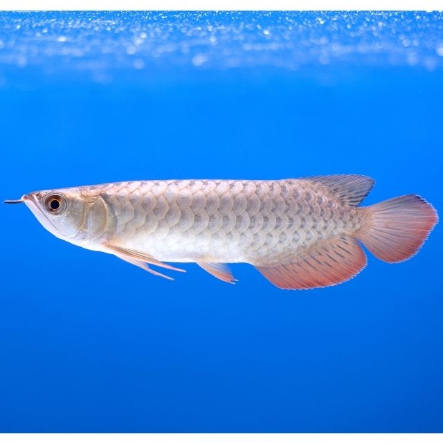 arowana