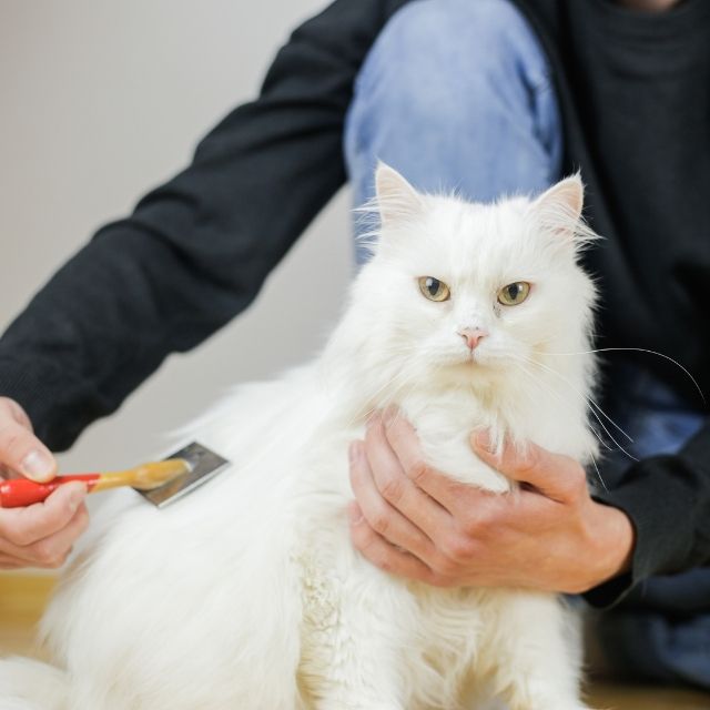 kedi tüyleri nasıl güzelleştirilir