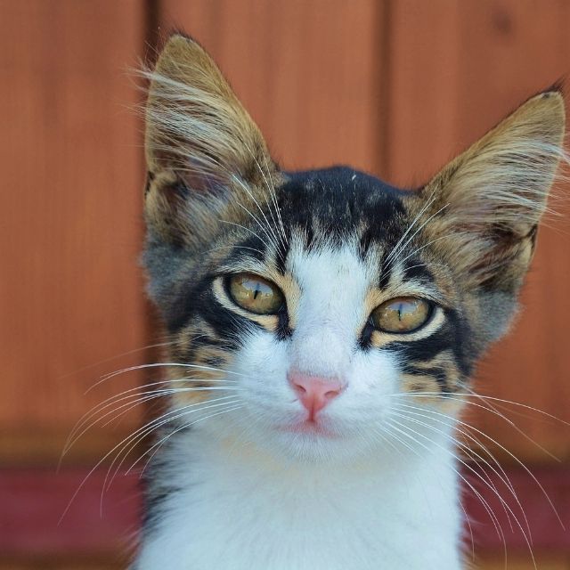 kedi bakışı