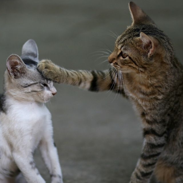 iki kedi birbirine nasıl alıştırılır