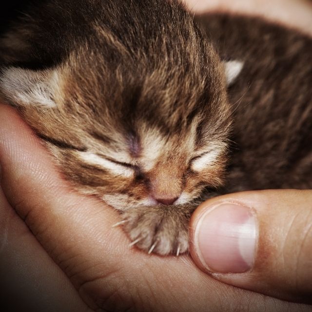 yavru kedi bakımı