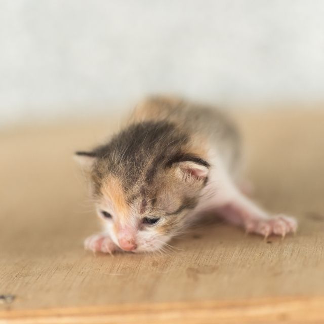 yavru kedi bakım