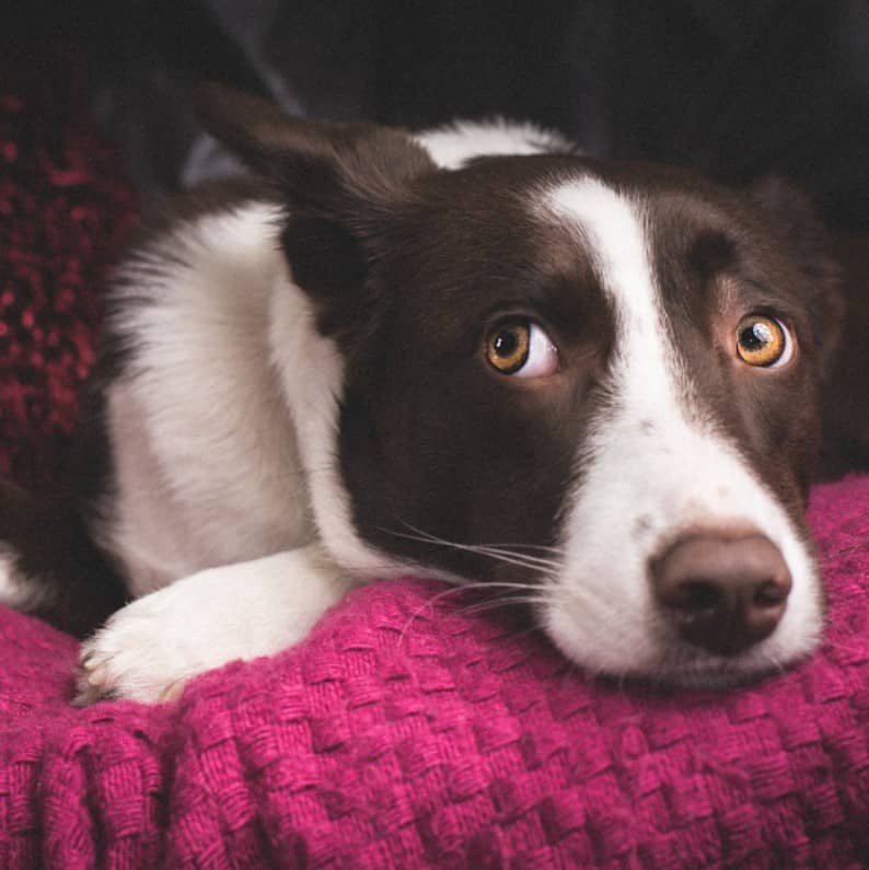 köpek temizliği