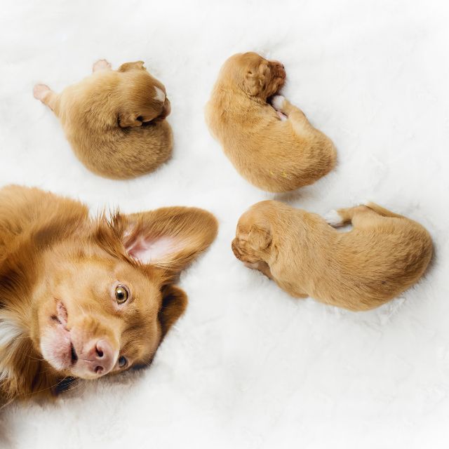  yavru köpekler annelerinden nasıl ayrılmalı