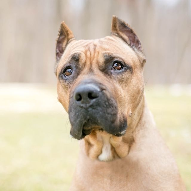 köpeklerin kulakları neden kesilir