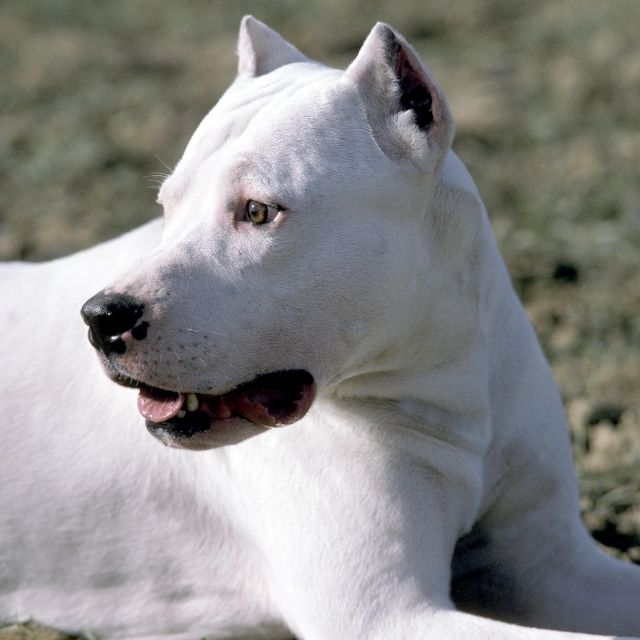 köpeklerin kulaklarının kesilmesi