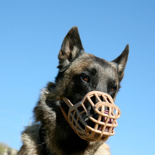 köpek ağızlığı nedir