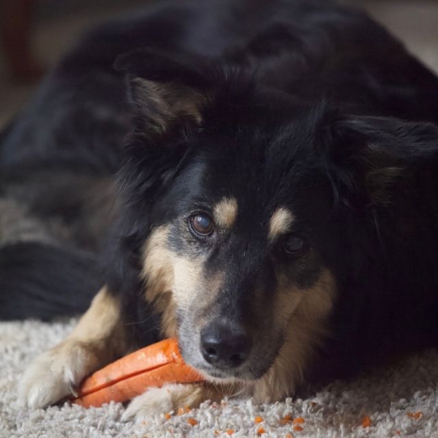 köpeklere yararlı yiyecekler