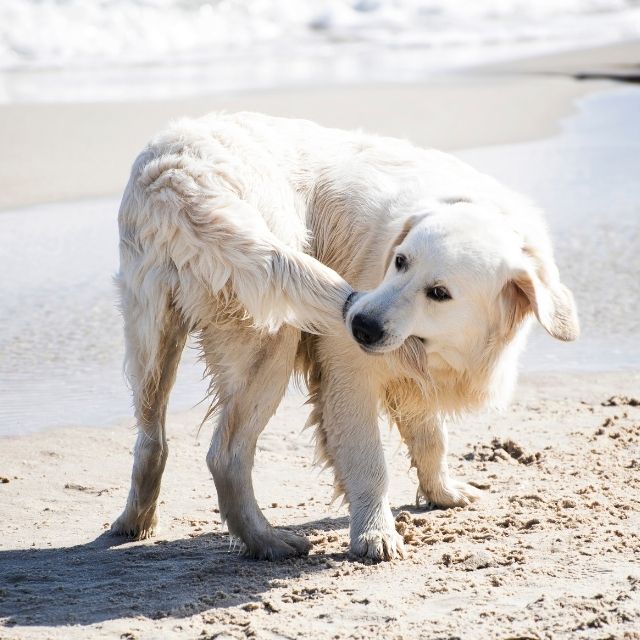 köpeklerde kuyruk kırılması