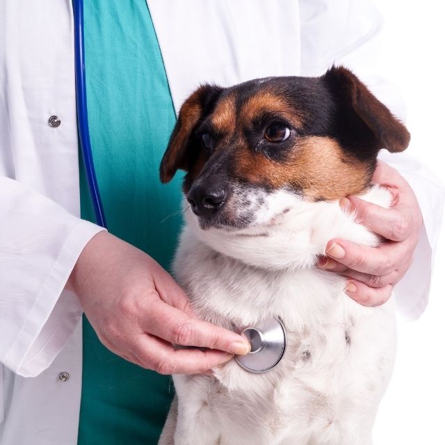 köpeklerde antibiyotik