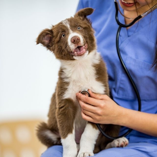 köpeklerde antibiyotik kullanımı