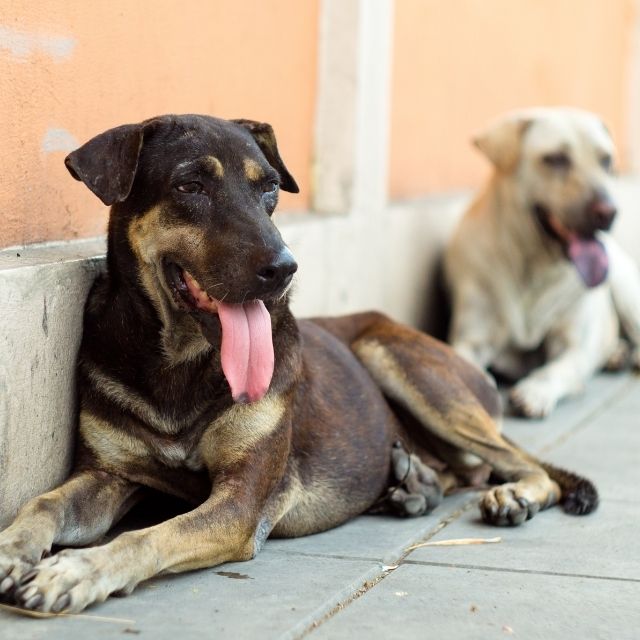 sokak hayvanları köpek