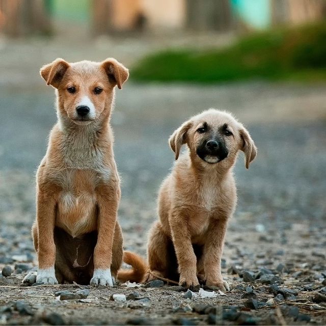 sokak hayvanları köpekler