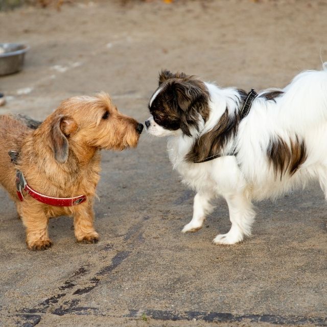 köpeklerde sosyalleşme eğitimi