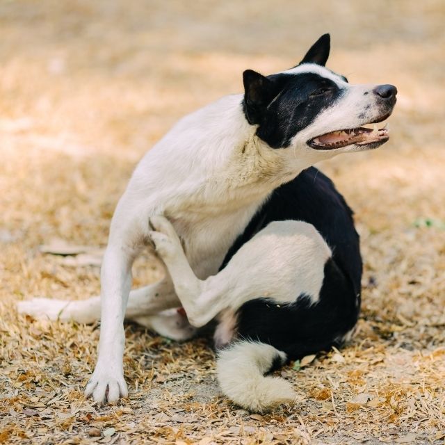 köpeklerde kepek