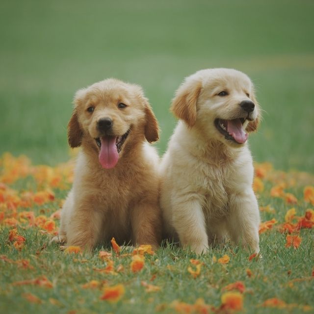 yavru köpekler ne zaman dışarı çıkarılmalı