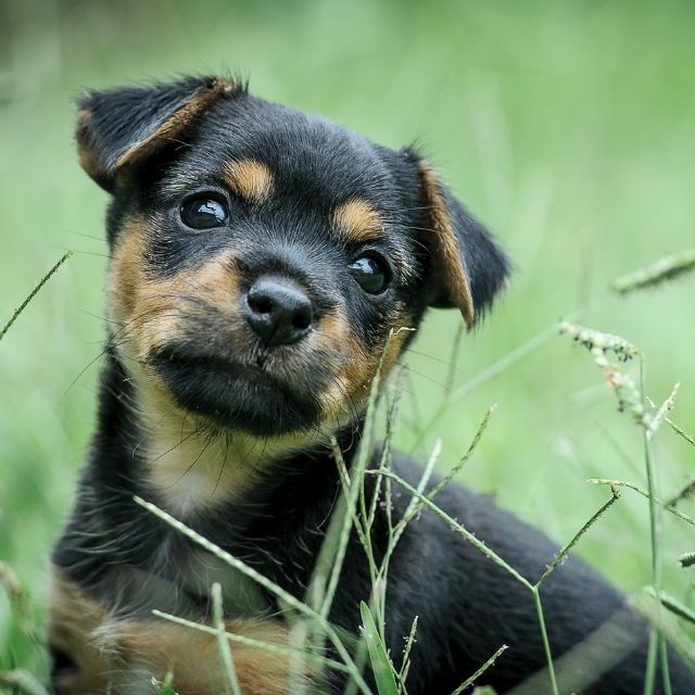 yavru köpeklerin dışarı çıkarılması