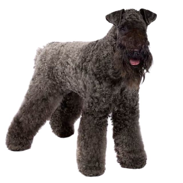 kerry blue terrier