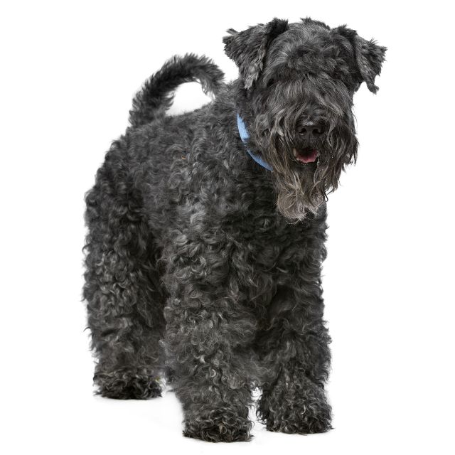 kerry blue terrier köpek