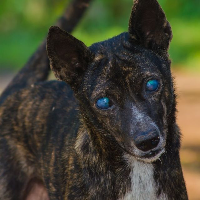 kör köpek bakımı