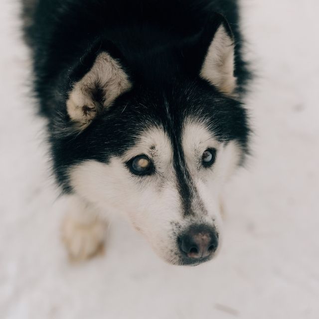 görme engelli köpek bakımı