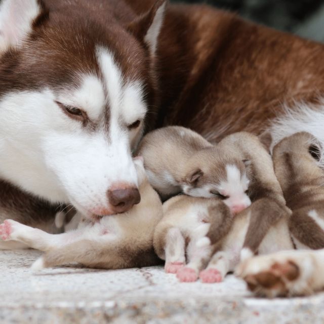 anne köpek ve yavrularu