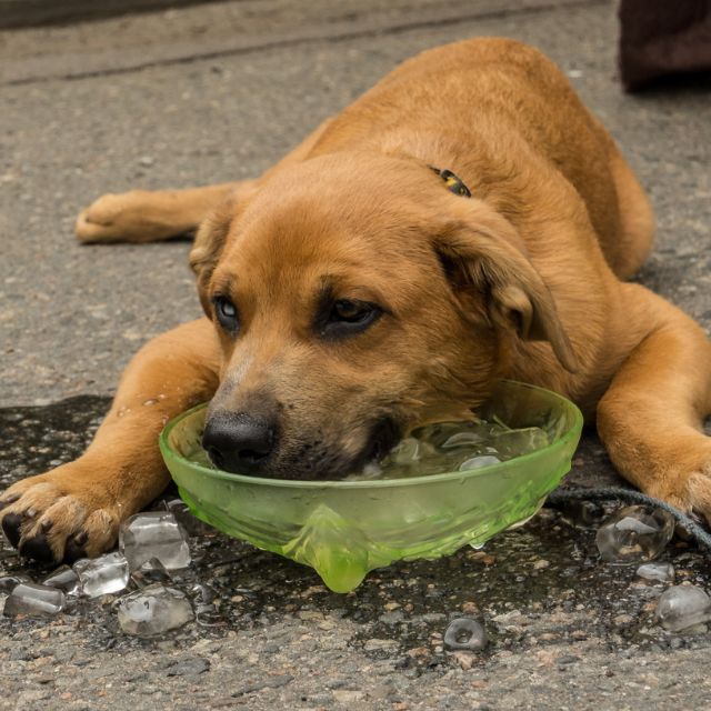 köpekler nasıl serinler