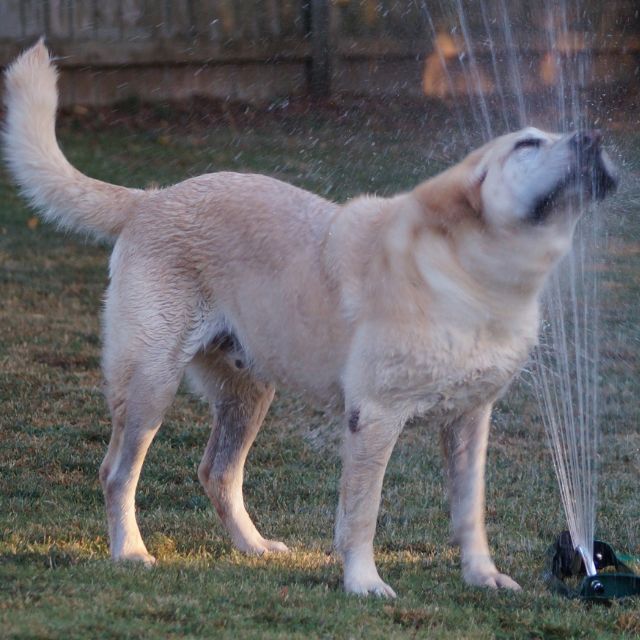 serinleyen köpek