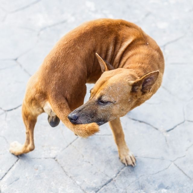 köpek kuyruk kovalama