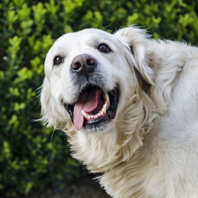 köpeklere ait ilginç bilgiler