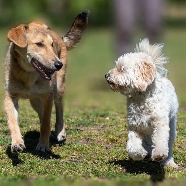 köpekler hakkında