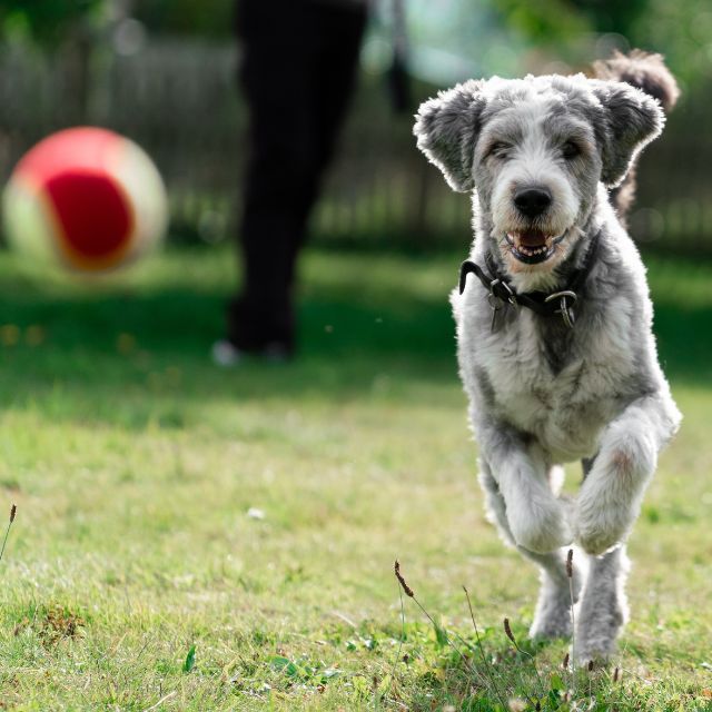 köpeğinizle oynayabileceğiniz oyunlar