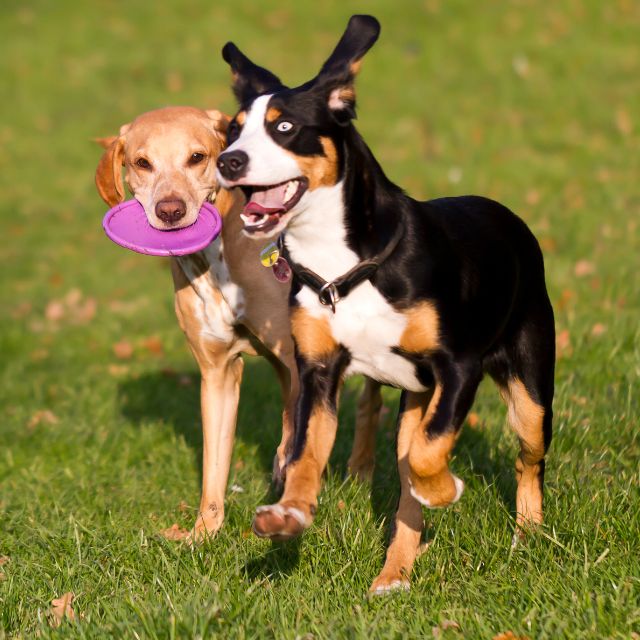 köpek oyunları