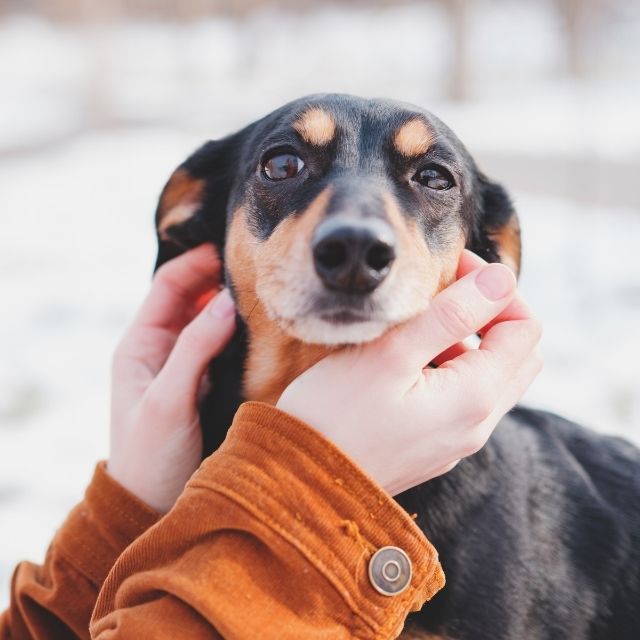 köpekler nasıl sevilmeli